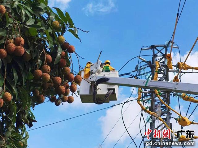 南方電網廣東茂名供電局加快電網提檔升級(黃琦之 攝)