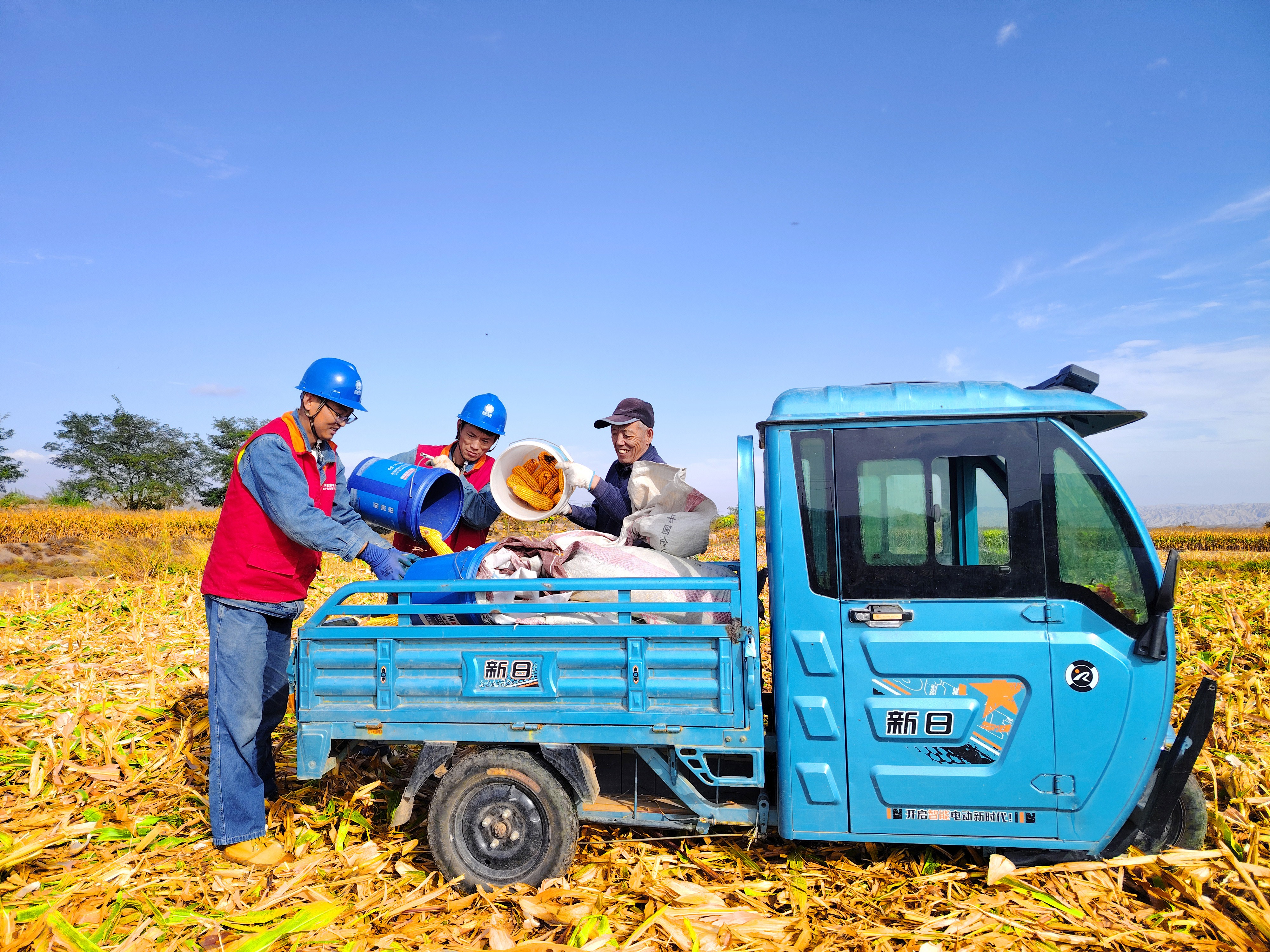 10月21日，國網景泰縣供電公司員工在田間幫農戶搬運玉米。（王永嬌  攝）.jpg